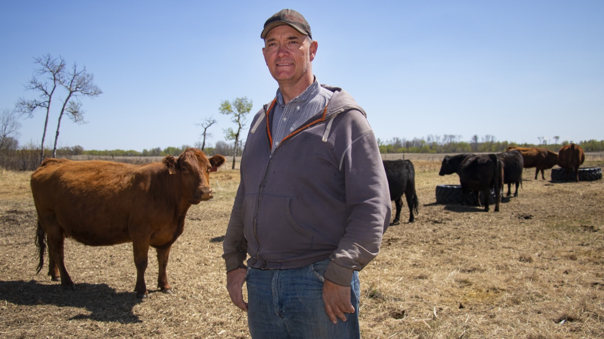 A man stands with a herd of cattle.